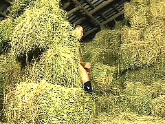 Gay farm boys are out by the barn chewing on meat and plugging ass